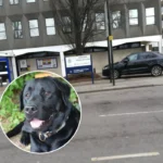 Cambridgeshire Police Dog Luna Retiring After Seven Years