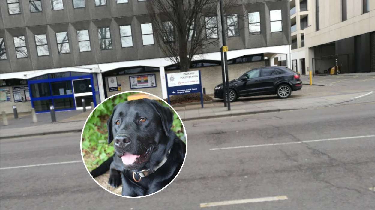 Cambridgeshire Police Dog Luna Retiring After Seven Years