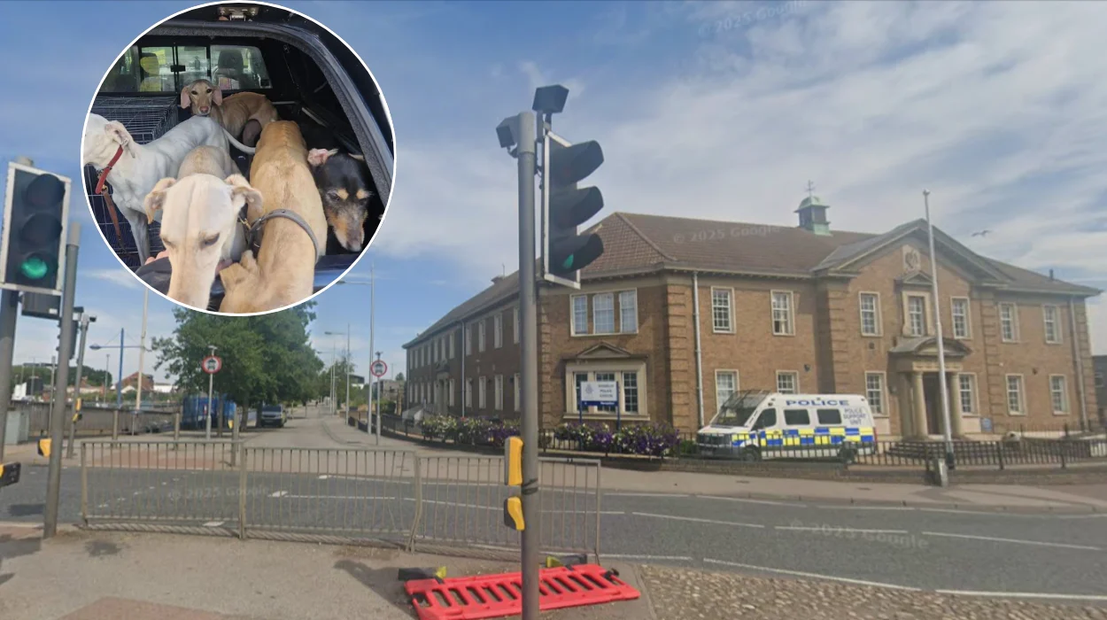 Five Dogs Seized in Cambridgeshire Coursing Bust  in 2026