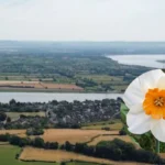 Spring Daffodil Day with Dance Near Rugby, Newnham 2026