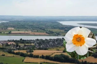 Spring Daffodil Day with Dance Near Rugby, Newnham 2026