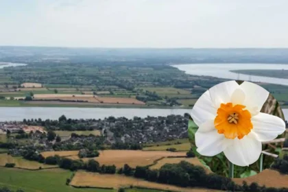 Spring Daffodil Day with Dance Near Rugby, Newnham 2026