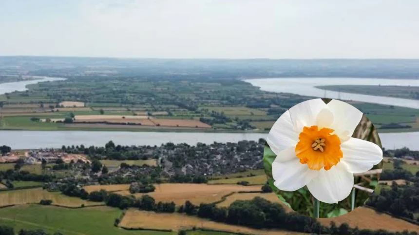 Spring Daffodil Day with Dance Near Rugby, Newnham 2026