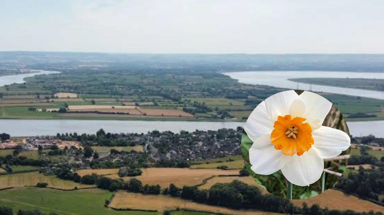 Spring Daffodil Day with Dance Near Rugby, Newnham 2026