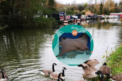 Cownose Rays Back at Trop Field ,Milton 2026