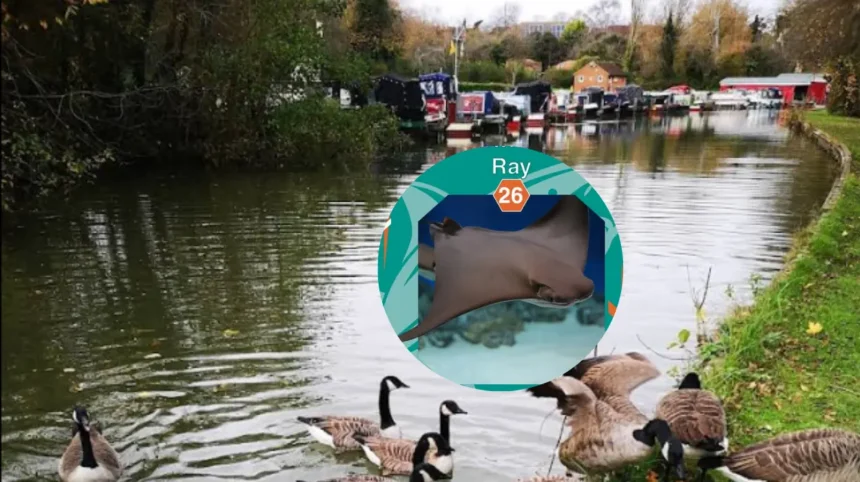 Cownose Rays Back at Trop Field ,Milton 2026