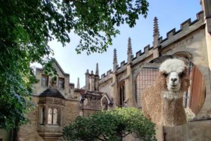 Dog Attack Kills Four Alpacas on Farm, Cambridgeshire 2026