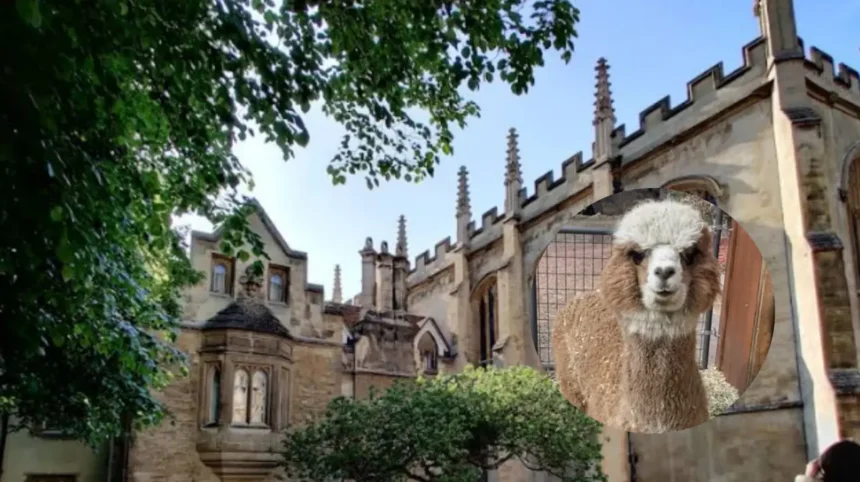 Dog Attack Kills Four Alpacas on Farm, Cambridgeshire 2026