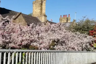 Ancient History in Arbury Cambridge’s Roman Roots