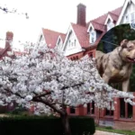 Brave dog Socks helps owner escape alleged XL Bully attack in Cambridge