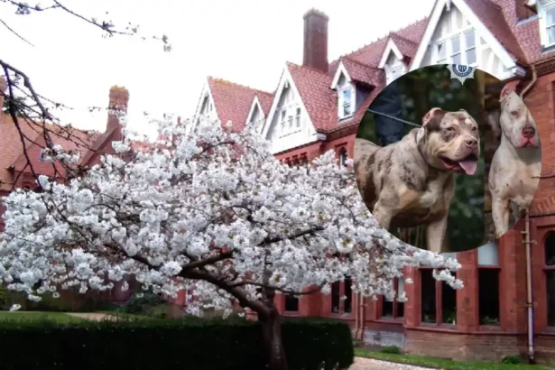 Brave dog Socks helps owner escape alleged XL Bully attack in Cambridge