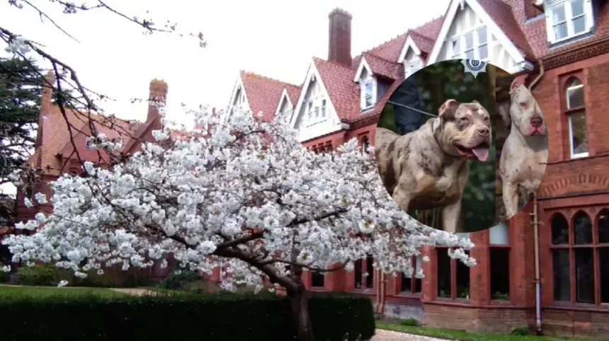 Brave dog Socks helps owner escape alleged XL Bully attack in Cambridge