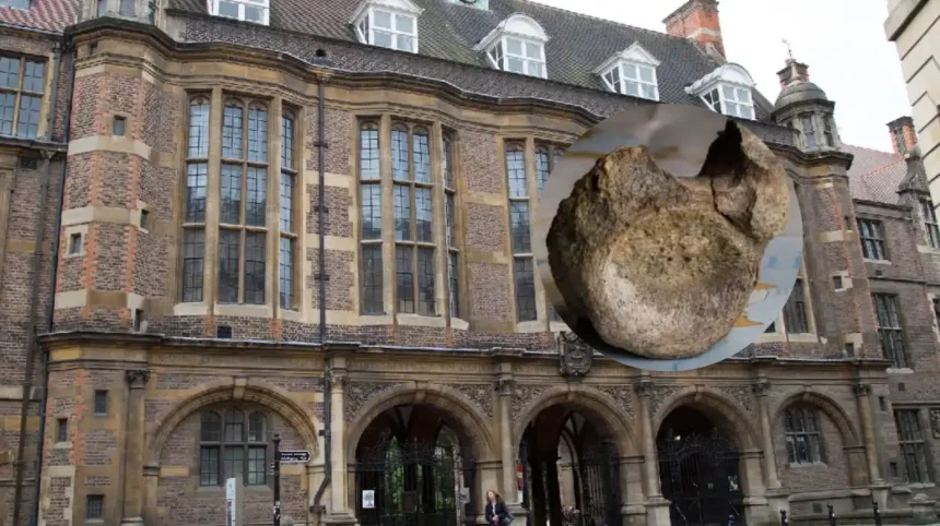 Antarctica’s First Dinosaur Bone Discovered in Cambridge Drawer 2026