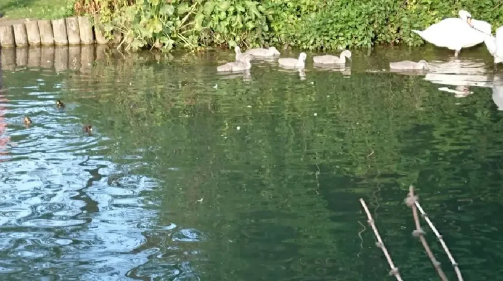 Why Is Cherry Hinton Hall Park the Ultimate Green Space in Cambridge