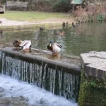 Why Is Cherry Hinton Hall Park the Ultimate Green Space in Cambridge