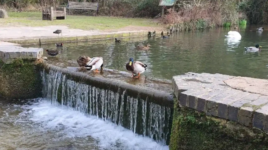 Why Is Cherry Hinton Hall Park the Ultimate Green Space in Cambridge