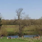 Planning a Grantchester Day Trip from Cambridge? Discover the exact walking route, punting details, historical sights, and tea room stops in this complete guide.
